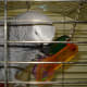 Larger parrots live longer and can learn words and sentences.
