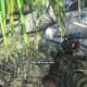Archaeology 101 - Gameplay 06: Far Cry 3 Relic 7, Spider 7.