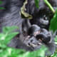 Mountain gorillas