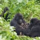 Mountain gorillas