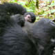 Mountain gorillas