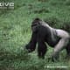 Mature male Western gorillas are known as 'silverbacks', and are named after silvery-white hair on their back, rump and thighs