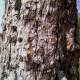 Bark of the bael tree