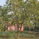 The bael or stone apple tree