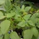 Kalunay plants with all green leaves.
