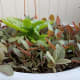 Young red spinach with climbing spinach in the middle. The leaves of these red spinach will turn all green as they grow.