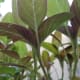 How does red spinach looks peeking under? Although the top of the plant may already look green, bending down and looking under, the reddish color are still pretty much visible.