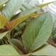 Healthy young edible amaranthus dubius also known as red spinach.