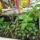 Young spleen amaranth or kalunay as it's been called in the Philippines sharing the spot with bok choi.