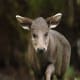 As shown here, mature female Tufted Deer do not have fangs.