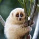 the-prettiest-animals-never-known