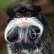 the-prettiest-animals-never-known