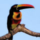 the-prettiest-animals-never-known