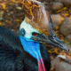 the-prettiest-animals-never-known