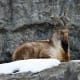 the-prettiest-animals-never-known