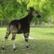 the-prettiest-animals-never-known