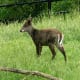 Photographed at the Columbus Zoo, Ohio