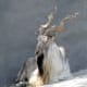 the-prettiest-animals-never-known