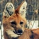 the-prettiest-animals-never-known