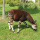 the-prettiest-animals-never-known