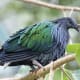 the-prettiest-animals-never-known