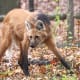 the-prettiest-animals-never-known