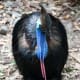 the-prettiest-animals-never-known