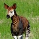 the-prettiest-animals-never-known