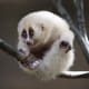 the-prettiest-animals-never-known