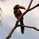 the-prettiest-animals-never-known