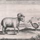 Dodo, one-horned sheep, and Mauritius Red Hen, 1617.