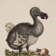 The Dodo, and the Guinea pig, 1760
