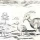 Labelled sketch showing a Broad-billed Parrot, a Hen, and a Dodo