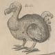 Dodo, from copper plate in John Ray, The ornithology of Francis Willughby, 1678, cropped from plate