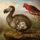 Dodo and Red Parakeet,