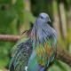 Nicobar Pigeon, the closest living relative of Dodo