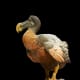 Plaster and wax model, made by taxidermists of the Museum National d'Histoire Naturelle in Paris, mid 19th century.