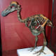 The skeleton Richard Owen assembled from bones found in the Mare aux Songes