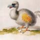 Painting of a hypothetical white Dodo