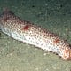Sea cucumbers. Dare to eat this sea floor crawlers?