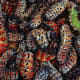 Mopani worms - a Venda delicatessen