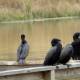 Neotropic Cormorants