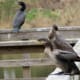 Neotropic Cormorants