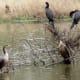 Neotropic Cormorants at Keith-Wiess Park