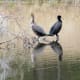 Neotropic Cormorants