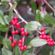 Viewed on Park Trail