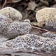 Mushrooms on Fallen Tree