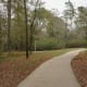 The trail in Forested Area