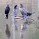 Neotropic Cormorants