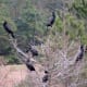Neotropic Cormorants